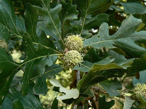 Klettenfrüchtige Eiche Quercus macrocarpa Pflanze 15-20cm Bur-Eiche Rarität