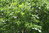 Färber-Eiche Quercus velutina Pflanze 5-10cm Schwarz-Eiche Eiche Rarität
