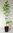 Essbare Felsenbirne Amelanchier laevis 'Ballerina' Pflanze 5-10cm veredelt