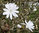 Stern-Magnolie Magnolia stellata Pflanze 5-10cm Sternmagnolie Magnolie Rarität