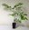 Amerikanischer Zürgelbaum Celtis occidentalis Pflanze 5-10cm Nesselbaum Rarität