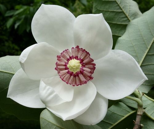 Sommer-Magnolie Magnolia sieboldii 'Plena' Pflanze 5-10cm veredelt Rarität