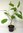 Sommer-Magnolie Magnolia sieboldii 'Plena' Pflanze 5-10cm veredelt Rarität