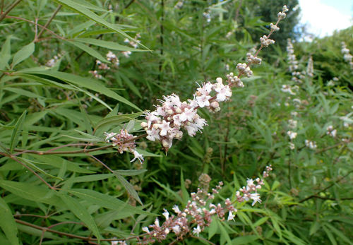 Weißer Mönchspfeffer Vitex agnus-castus alba Pflanze 5-10cm Keuschbaum Rarität