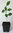 Kaffernlimette Citrus hystrix Pflanze 25-30cm Kaffir-Limette Mauritius-Papeda