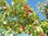 Kornelkirsche Cornus mas Pflanze 55-60cm Herlitze Hirlnuss gelber Hartriegel