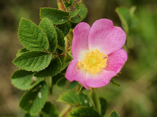 Filz-Rose Rosa tomentosa Pflanze 25-30cm Falsche Filzrose Waldrose Wildrose Rose