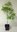 Japanischer Ahorn Acer japonicum Aconitifolium Pflanze 35-40cm jap. Feuerahorn