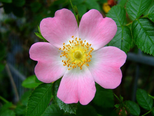 Glänzende Hunds-Rose Rosa canina var. blondeana Pflanze 25-30cm Wildrose Rose