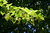 Amur-Linde Tilia amurensis Pflanze 25-30cm Linde Rarität