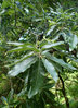 Schindel-Eiche Quercus imbricaria Pflanze 25-30cm Eiche Rarität