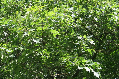 Färber-Eiche Quercus velutina Pflanze 25-30cm Schwarz-Eiche Eiche Rarität