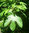 Fenchelholzbaum Sassafras albidum Pflanze 55-60cm Sassafrasbaum Rarität