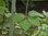 Amerikanischer Streifen-Ahorn Acer pensylvanicum Pflanze 55-60cm Ahorn Rarität