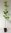 Amerikanischer Streifen-Ahorn Acer pensylvanicum Pflanze 55-60cm Ahorn Rarität