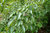 Koreanische Hainbuche Carpinus turczaninowii Pflanze 25-30cm Rarität
