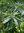 Schindel-Eiche Quercus imbricaria Pflanze 45-50cm Eiche Rarität