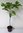 Fenchelholzbaum Sassafras albidum Pflanze 70-80cm Sassafrasbaum Rarität