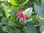 Gewürzstrauch Calycanthus occidentalis Pflanze 45-50cm Süßigkeitenstrauch