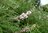 Weißer Mönchspfeffer Vitex agnus-castus alba Pflanze 25-30cm Keuschbaum Rarität