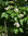 Wechselblättriger Hartriegel Cornus alternifolia Pflanze 35-40cm Rarität