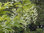 Behaarter Flügelstorax Pterostyrax hispida Pflanze 55-60cm Epaulettenbaum