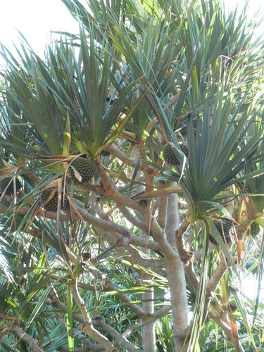 Schraubenbaum Pandanus utilis Pflanze 5-10cm Pandan-Palme Rarität