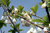 Schneeglöckchenbaum Halesia carolina Pflanze 90-100cm Maiglöckchenbaum Rarität