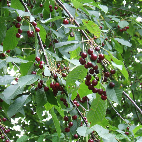 Süßkirsche Prunus avium Pflanze 70-80cm Vogelkirsche Vogel-Kirsche Kirschbaum