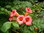 Amerikanische Klettertrompete Campsis radicans Pflanze 55-60cm Trompetenblume