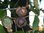 Schuppenrinden Hickorynuss Carya ovata Pflanze 25-30cm Shagbark Hickory Rarität
