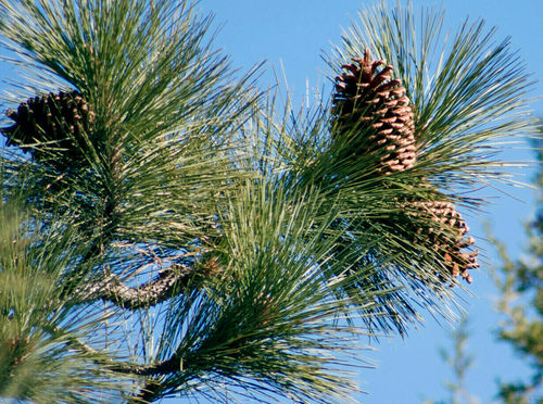 Jeffrey-Kiefer Pinus jeffreyi Pflanze 25-30cm Jeffreys-Kiefer Kiefer Rarität