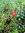 Großfrüchtige Moosbeere Vaccinium macrocarpon Pflanze 5-10cm Cranberry Rarität