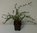 Großfrüchtige Moosbeere Vaccinium macrocarpon Pflanze 5-10cm Cranberry Rarität