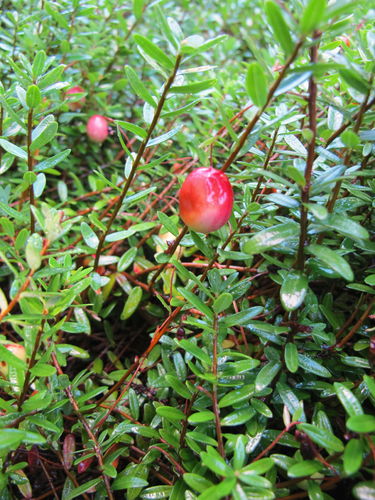 Großfrüchtige Moosbeere Vaccinium macrocarpon Pflanze 15-20cm Cranberry Rarität