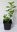 Weißer Flieder Syringa vulgaris alba Pflanze 35-40cm Fliederstrauch Rarität